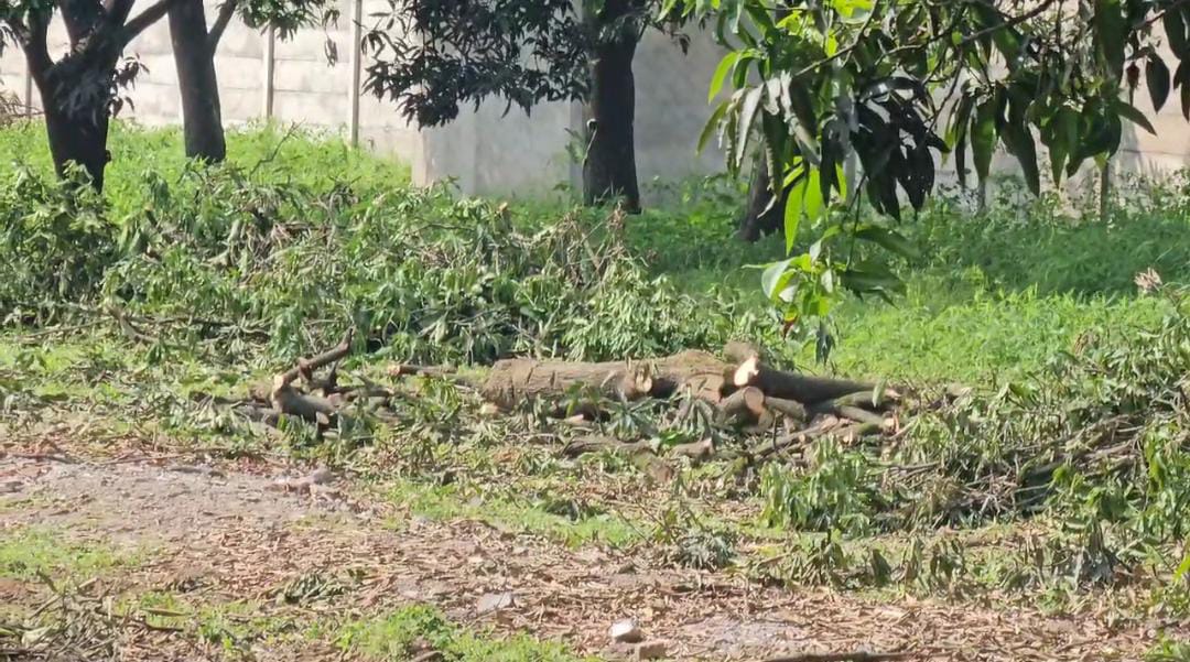 गजब: कंही पौधे रोपण तो कंही हरे पेड़ो पर चली आरी…